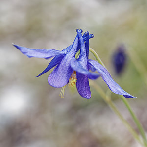 Aquilegia einseleana (Ranunculaceae)  - Ancolie de Einsele  [Slovenie] 06/07/2019 - 1020m