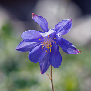 Aquilegia hirsutissima (Ranunculaceae)  - Ancolie très poilue, Ancolie très hirsute, Ancolie très hérissée Comitat de Lika-Senj [Croatie] 11/07/2019 - 1480m