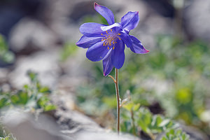 Aquilegia hirsutissima (Ranunculaceae)  - Ancolie très poilue, Ancolie très hirsute, Ancolie très hérissée Comitat de Lika-Senj [Croatie] 11/07/2019 - 1480m