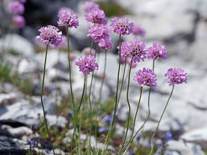 Armeria alpina (Plumbaginaceae)  - Armérie des Alpes, Arméria des Alpes Haute-Savoie [France] 20/07/2019 - 2460m