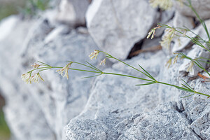 Asperula hexaphylla (Rubiaceae)  - Aspérule à six feuilles, Aspérule à feuilles par six  [Slovenie] 05/07/2019 - 1770m