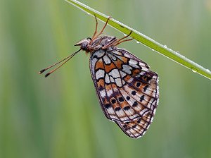 Brenthis hecate (Nymphalidae)  - Nacré de la Filipendule, Agavé Comitat de Lika-Senj [Croatie] 12/07/2019 - 720m