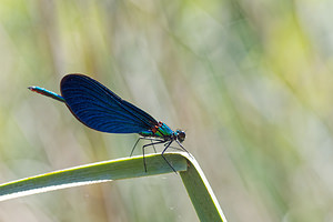 Calopteryx virgo (Calopterygidae)  - Caloptéryx vierge - Beautiful Damselfly Comitat de Lika-Senj [Croatie] 12/07/2019 - 600m