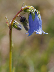 Campanula barbata (Campanulaceae)  - Campanule barbue Bezirk Lienz [Autriche] 17/07/2019 - 2050m