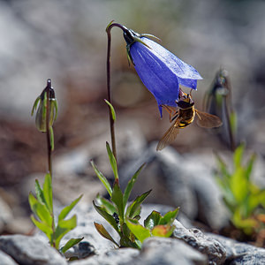 Campanula cochleariifolia (Campanulaceae)  - Campanule à feuilles de cranson, Campanule à feuilles de cochléaire, Campanule à feuilles de raifort - Fairy's-thimble Comitat de Lika-Senj [Croatie] 11/07/2019 - 1480m