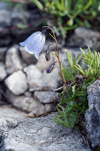 Campanula cochleariifolia (Campanulaceae)  - Campanule à feuilles de cranson, Campanule à feuilles de cochléaire, Campanule à feuilles de raifort - Fairy's-thimble Bezirk Salzburg-Umgebung [Autriche] 16/07/2019 - 1710m