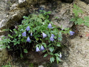 Campanula rhomboidalis (Campanulaceae)  - Campanule rhomboidale, Campanule à feuilles en losange - Broad-leaved Harebell Isere [France] 22/07/2019 - 1010m