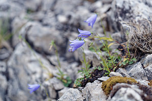 Campanula rotundifolia (Campanulaceae)  - Campanule à feuilles rondes - Harebell Comitat de Primorje-Gorski Kotar [Croatie] 09/07/2019 - 910m