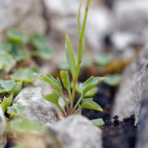 Campanula rotundifolia (Campanulaceae)  - Campanule à feuilles rondes - Harebell Comitat de Primorje-Gorski Kotar [Croatie] 09/07/2019 - 910m