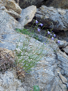 Campanula rotundifolia (Campanulaceae)  - Campanule à feuilles rondes - Harebell Isere [France] 22/07/2019 - 1620m