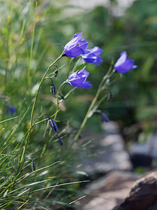 Campanula scheuchzeri (Campanulaceae)  - Campanule de Scheuchzer Haut-Adige [Italie] 17/07/2019 - 2040m