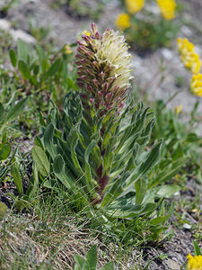 Campanula thyrsoides (Campanulaceae)  - Campanule en faux thyrse, Campanule en thyrse Korporation Ursern [Suisse] 19/07/2019 - 2430m