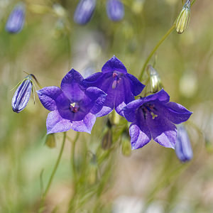 Campanula velebitica (Campanulaceae)  - Campanule du Velebit - Velebit Bellflower Comitat de Lika-Senj [Croatie] 11/07/2019 - 1500m