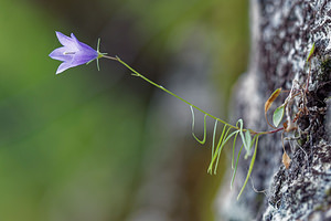 Campanula velebitica (Campanulaceae)  - Campanule du Velebit - Velebit Bellflower Comitat de Lika-Senj [Croatie] 12/07/2019 - 520m