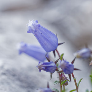 Campanula zoysii (Campanulaceae)  - Campanule de Zois  [Slovenie] 05/07/2019 - 1790m