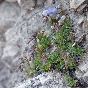 Campanula zoysii (Campanulaceae)  - Campanule de Zois  [Slovenie] 05/07/2019 - 1790m