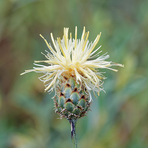 Centaurea dichroantha (Asteraceae)  - Centaurée à fleurs de deux couleurs Pordenone [Italie] 02/07/2019 - 320m