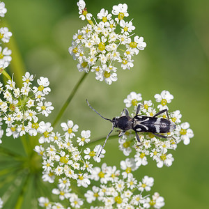 Chlorophorus figuratus (Cerambycidae)   [Slovenie] 08/07/2019 - 750m