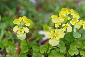 Chrysosplenium alternifolium (Saxifragaceae)  - Dorine à feuilles alternes, Cresson de rocher, Cresson doré, Hépatique dorée - Alternate-leaved Golden-saxifrage  [Slovenie] 04/07/2019 - 1150m