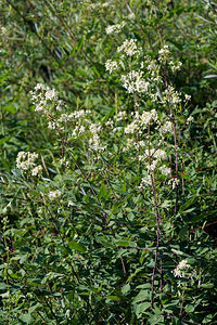 Clematis recta (Ranunculaceae)  - Clématite droite, Clématite dressée Udine [Italie] 03/07/2019 - 1340m