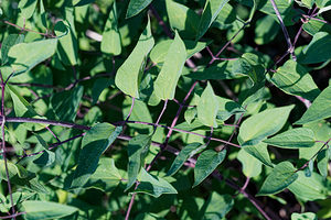 Clematis recta (Ranunculaceae)  - Clématite droite, Clématite dressée Udine [Italie] 03/07/2019 - 1340m