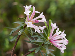 Daphne striata (Thymelaeaceae)  - Daphné strié, Camélée striée Belluno [Italie] 01/07/2019 - 2120m