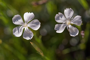 Dianthus petraeus (Caryophyllaceae)  - oeillet de pierre Comitat de Lika-Senj [Croatie] 11/07/2019 - 1510m