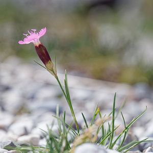 Dianthus saxicola (Caryophyllaceae)  - oeillet saxicole, Pipolet  [Slovenie] 05/07/2019 - 1980m
