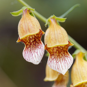 Digitalis laevigata (Plantaginaceae)  - Grecian foxglove, giraffe foxglove Comitat de Lika-Senj [Croatie] 12/07/2019 - 520m