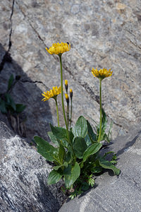 Doronicum clusii (Asteraceae)  - Doronic de l'Écluse, Doronic de Clusius Haut-Adige [Italie] 18/07/2019 - 2450m