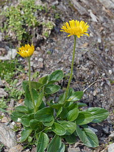 Doronicum clusii (Asteraceae)  - Doronic de l'Écluse, Doronic de Clusius Haut-Adige [Italie] 18/07/2019 - 2440m