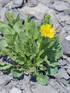 Doronicum grandiflorum (Asteraceae)  - Doronic à grandes fleurs Haute-Savoie [France] 20/07/2019 - 2390m