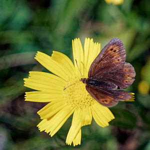 Erebia epiphron (Nymphalidae)  - Moiré de la Canche, Moiré alpestre - Mountain Ringlet Comitat de Lika-Senj [Croatie] 11/07/2019 - 1520m