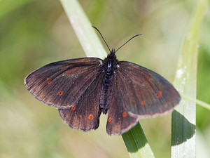 Erebia euryale (Nymphalidae)  - Moiré frange-pie, Moiré frangé Bezirk Lienz [Autriche] 17/07/2019 - 2030m