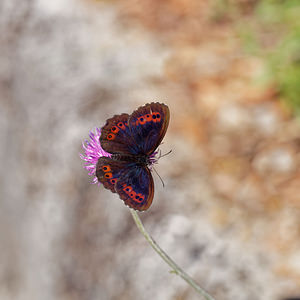 Erebia ligea (Nymphalidae)  - Moiré blanc-fascié, Grand nègre hongrois, Nègre, Nègre hongrois - Arran Brown Udine [Italie] 03/07/2019 - 1150m