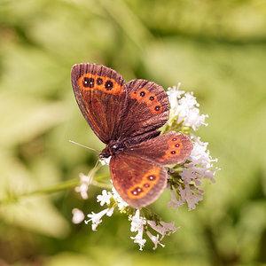 Erebia ligea (Nymphalidae)  - Moiré blanc-fascié, Grand nègre hongrois, Nègre, Nègre hongrois - Arran Brown Isere [France] 22/07/2019 - 900m