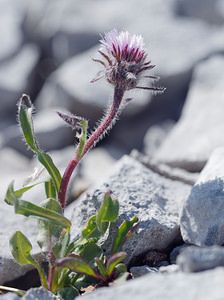 Erigeron uniflorus (Asteraceae)  - Érigéron à une tête, Vergerette à une tête, Vergerette à une fleur, Érigéron à une fleur, Érigéron uniflore Haute-Savoie [France] 20/07/2019 - 2420m