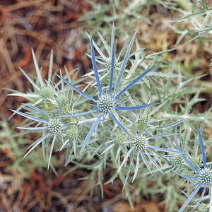 Eryngium amethystinum (Apiaceae)  - Panicaut améthyste Comitat de Primorje-Gorski Kotar [Croatie] 10/07/2019 - 420m
