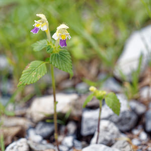 Galeopsis speciosa (Lamiaceae)  - Galéopsis remarquable, Galéopsis splendide, Galéopsis orné, Galéopse remarquable, Galéopse versicolore - Large-flowered Hemp-nettle  [Slovenie] 14/07/2019 - 1340m