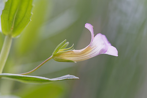 Gratiola officinalis (Plantaginaceae)  - Gratiole officinale, Herbe au pauvre homme - Gratiole  [Slovenie] 07/07/2019 - 550m