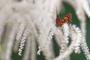 Hamearis lucina (Riodinidae)  - Lucine, Fauve à taches blanches, Faune à taches blanches - Duke of Burgundy Fritillary  [Slovenie] 04/07/2019 - 880m