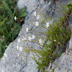 Heliosperma pusillum (Caryophyllaceae)  - Silène fluet, Héliosperme fluette, Silène miniature - Alpine Catchfly  [Slovenie] 05/07/2019 - 1770m