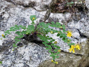 Hypericum nummularium (Hypericaceae)  - Millepertuis nummulaire, Millepertuis en forme de pièce de monnaie - Round-leaved St John's-wort Isere [France] 22/07/2019 - 1000m
