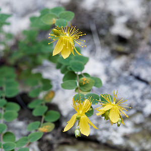 Hypericum nummularium (Hypericaceae)  - Millepertuis nummulaire, Millepertuis en forme de pièce de monnaie - Round-leaved St John's-wort Isere [France] 22/07/2019 - 1000m