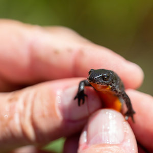 Ichthyosaura alpestris (Salamandridae)  - Triton alpestre - Alpine Newt Savoie [France] 23/07/2019 - 2030m