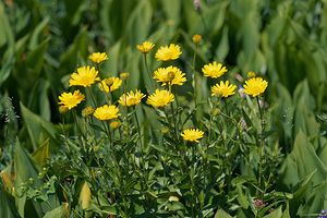 Inula salicina (Asteraceae)  - Inule saulière, Inule à feuilles de saule - Irish Fleabane  [Slovenie] 04/07/2019 - 1180m