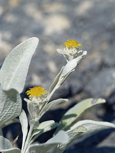 Inula verbascifolia (Asteraceae)  Comitat de Lika-Senj [Croatie] 10/07/2019 - 340m