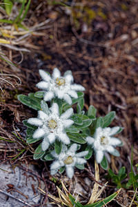Leontopodium nivale (Asteraceae)  - Édelweiss des neiges - Edelweiss  [Slovenie] 05/07/2019 - 1970m