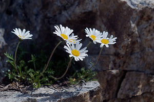 Leucanthemopsis alpina (Asteraceae)  - Marguerite des Alpes, Leucanthémopsis des Alpes, Fausse marguerite des Alpes Arrondissement administratif d'Interlaken-Oberhasli [Suisse] 19/07/2019 - 2140m