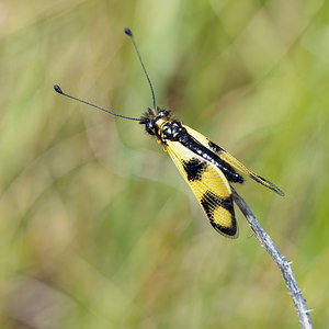 Libelloides macaronius (Ascalaphidae)   [Slovenie] 04/07/2019 - 900m